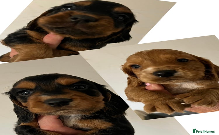 Cocker Spaniel dogs - Advert 3