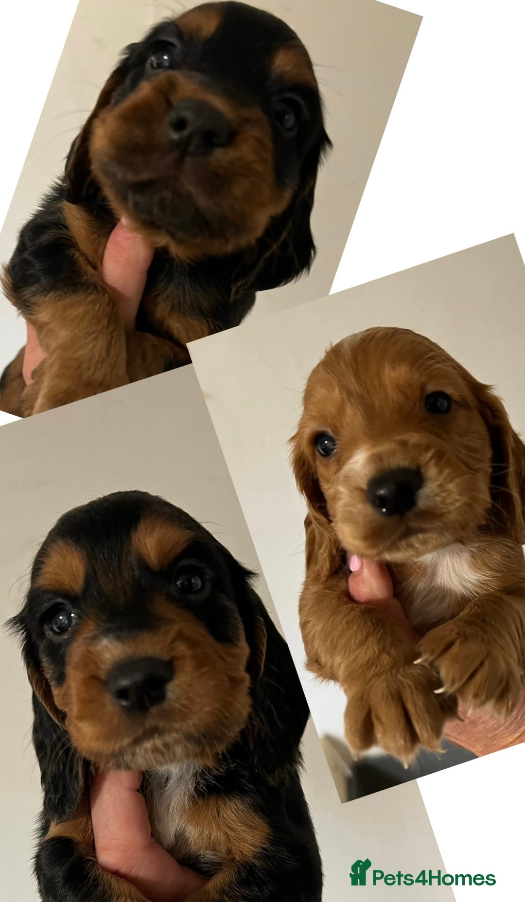 Cocker Spaniel dogs for sale: KC COCKER PUPS TRI BLACK TAN WHITE RED HEALTH TEST - Image 1