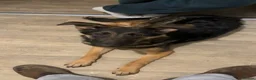 Mixed Breed dogs for sale: Narla needs rehoming due to certain circumstances. in Newark - Advert 4
