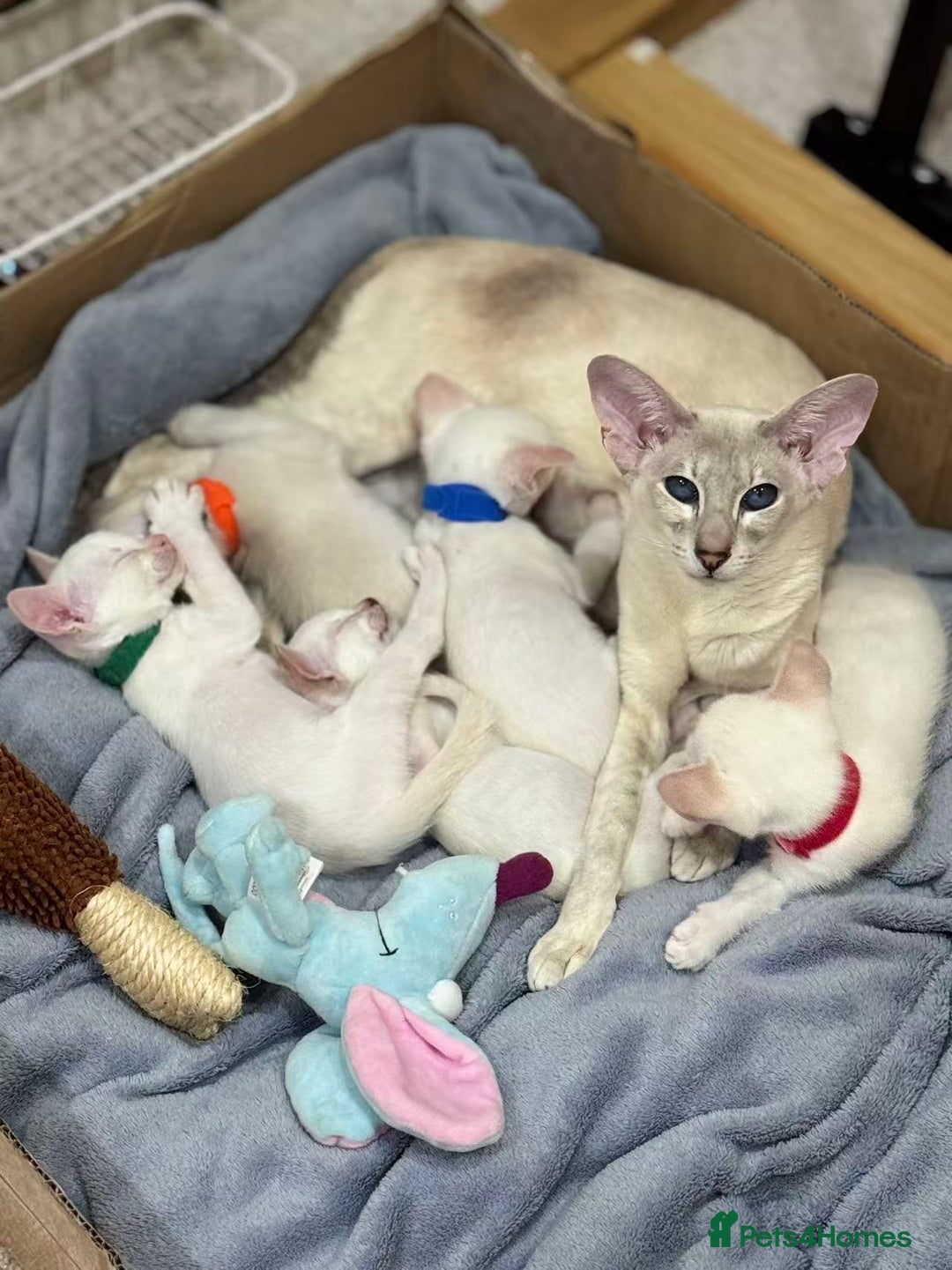 Siamese cats for sale: Beautiful Siamese Kittens – Ready February - Advert 18