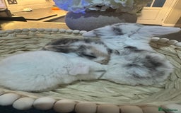 Mini Lop rabbits for sale: Mini lop babies  - Advert 5