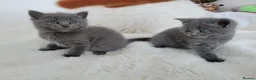British Shorthair cats for sale: British shorthair kittens  - Advert 5