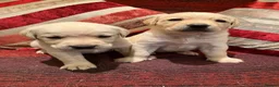 Labrador Retriever dogs for sale: Stunning Yellow Labrador Dog Puppies - Advert 1