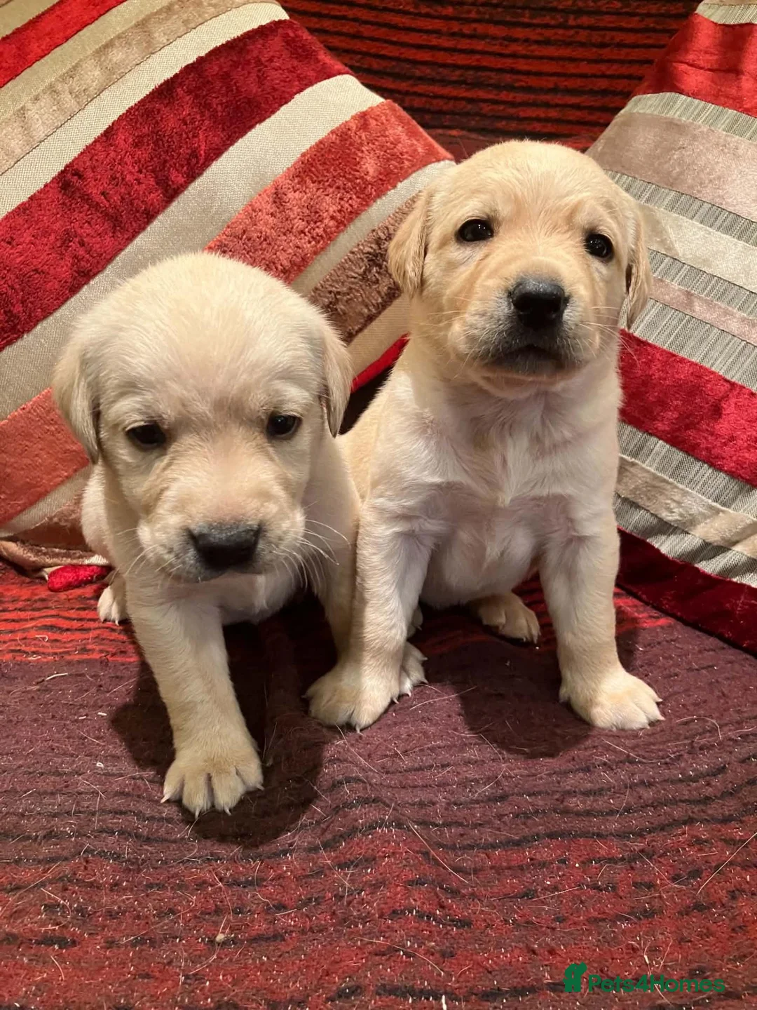 Labrador Retriever dogs for sale: Stunning Yellow Labrador Dog Puppies - Advert 1