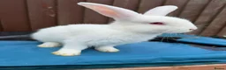 Mini Lop rabbits for sale: 3 x Mini Lop X angora Boys available to leave - Advert 4