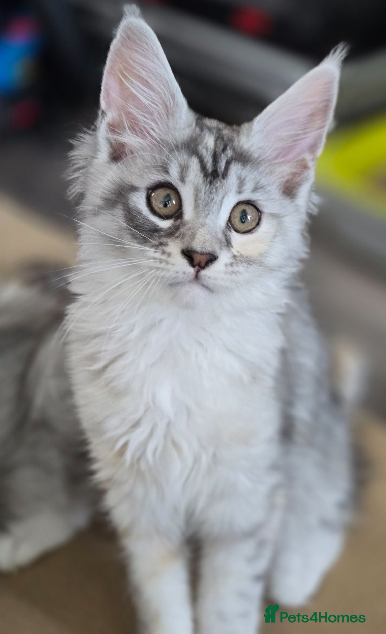 Maine Coon cats Ready now TICA registered Maine Coon kitten's - Advert 1