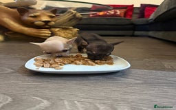 Chihuahua dogs for sale: Chihuahuas for sale  - Image 14