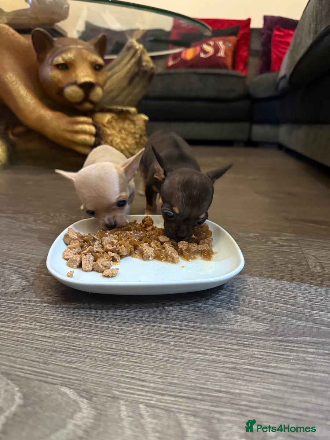 Chihuahua dogs for sale: Chihuahuas for sale  - Image 14
