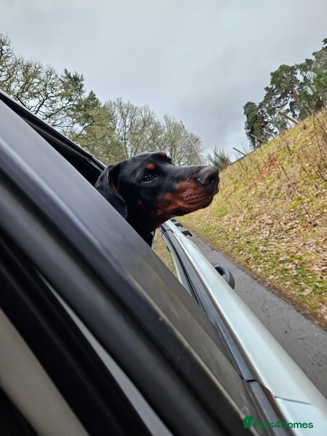 Dobermann dogs for sale: Beautiful boy in Pitlochry - Advert 7