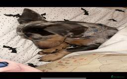 Miniature Dachshund dogs for sale: dotty, blue dapple miniature dachshund - Advert 6