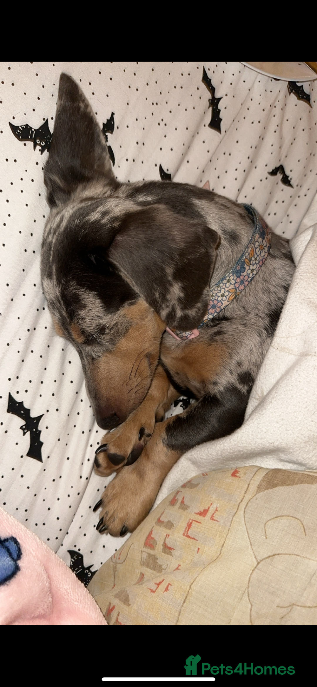 Miniature Dachshund dogs for sale: dotty, blue dapple miniature dachshund - Advert 6