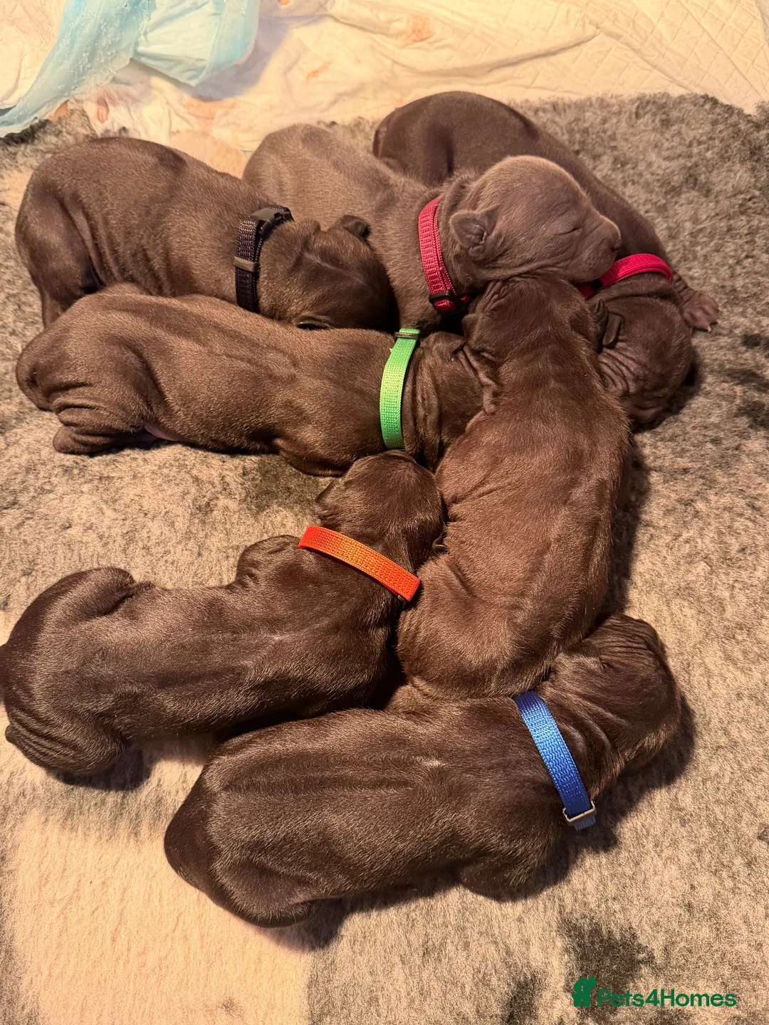Thai Ridgeback dogs for sale: Thai ridgeback  in Ripon - Advert 15