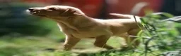 Labrador Retriever dogs for sale: Red lab dog pups from working stock  - Advert 4
