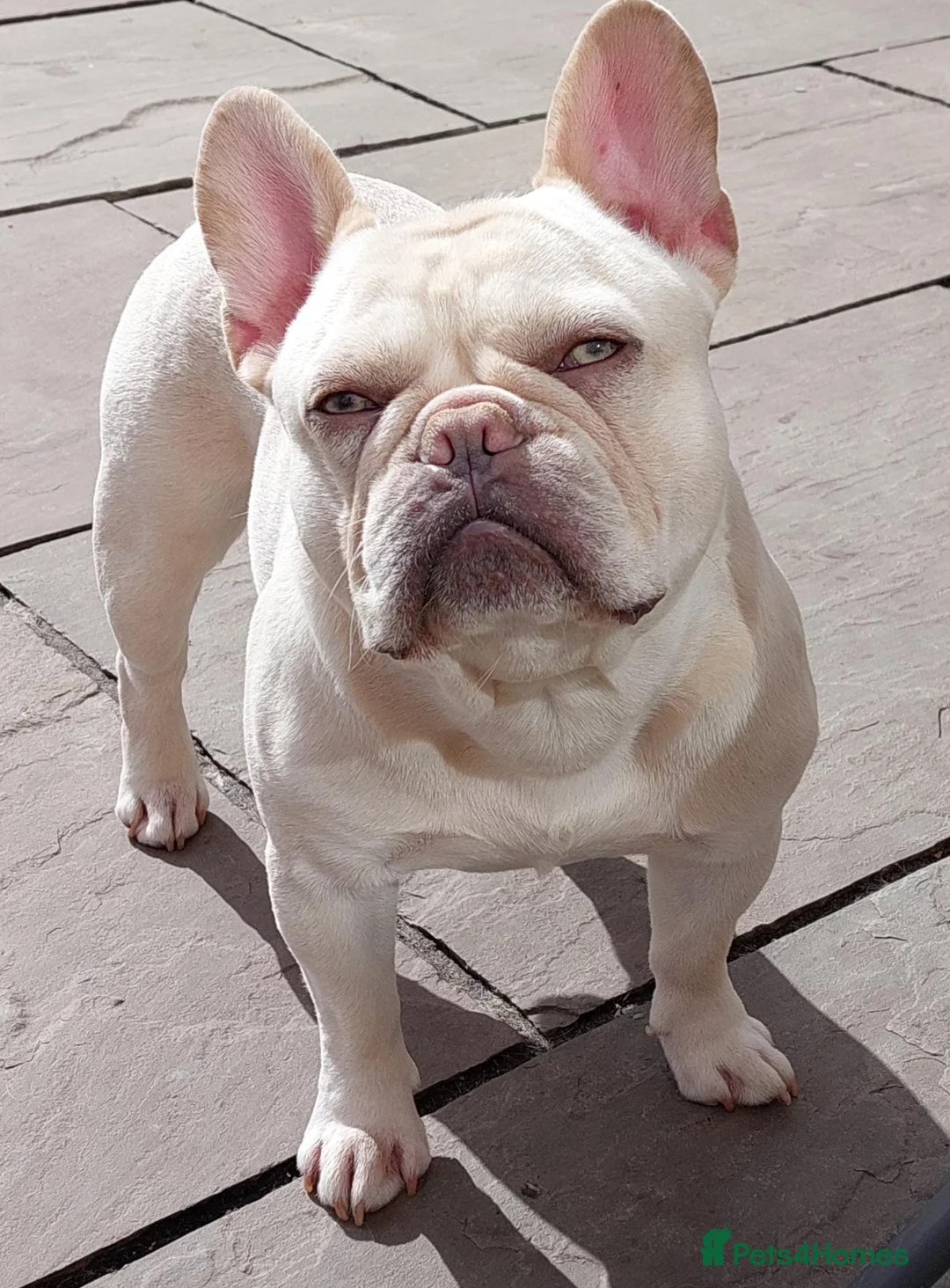French Bulldog dogs for stud: French bulldog Stud  in Sheffield - Advert 2