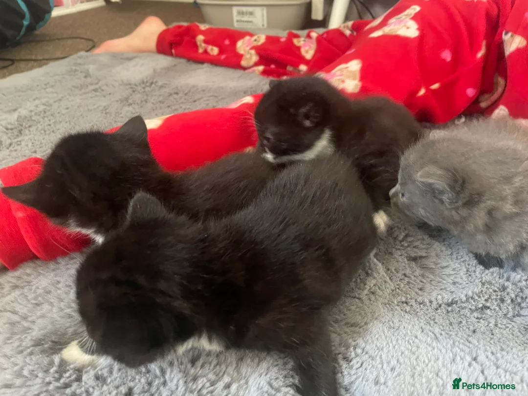 Mixed Breed cats for sale: Two Kittens for sale  - Advert 2