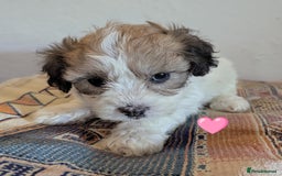 Cavachon dogs for sale: Cavachon Puppies - excellent example!  - Image 29