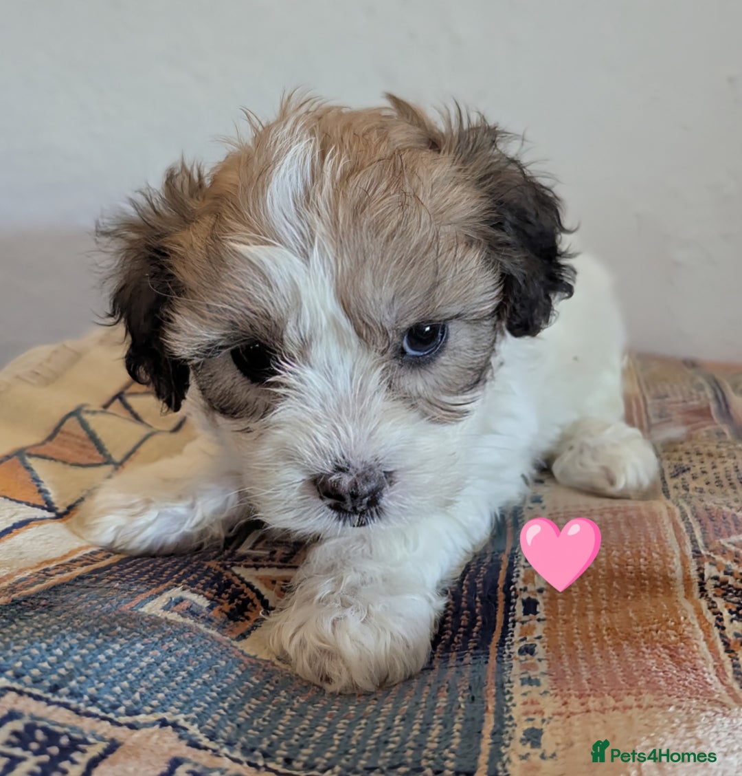Cavachon dogs for sale: Cavachon Puppies - excellent example!  - Image 29