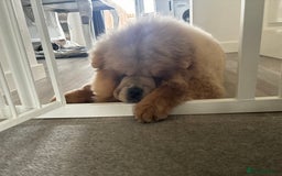 Chow Chow dogs for sale: Big chow chow pup NO TIME WASTERS - Image 4