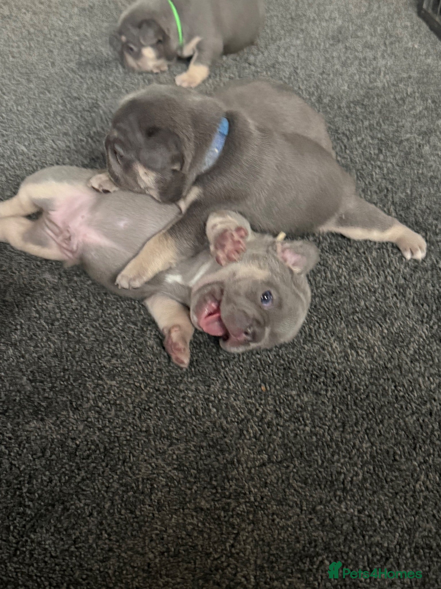 French Bulldog dogs 🐾Outstanding litter of 6 💙💖 - Advert 1