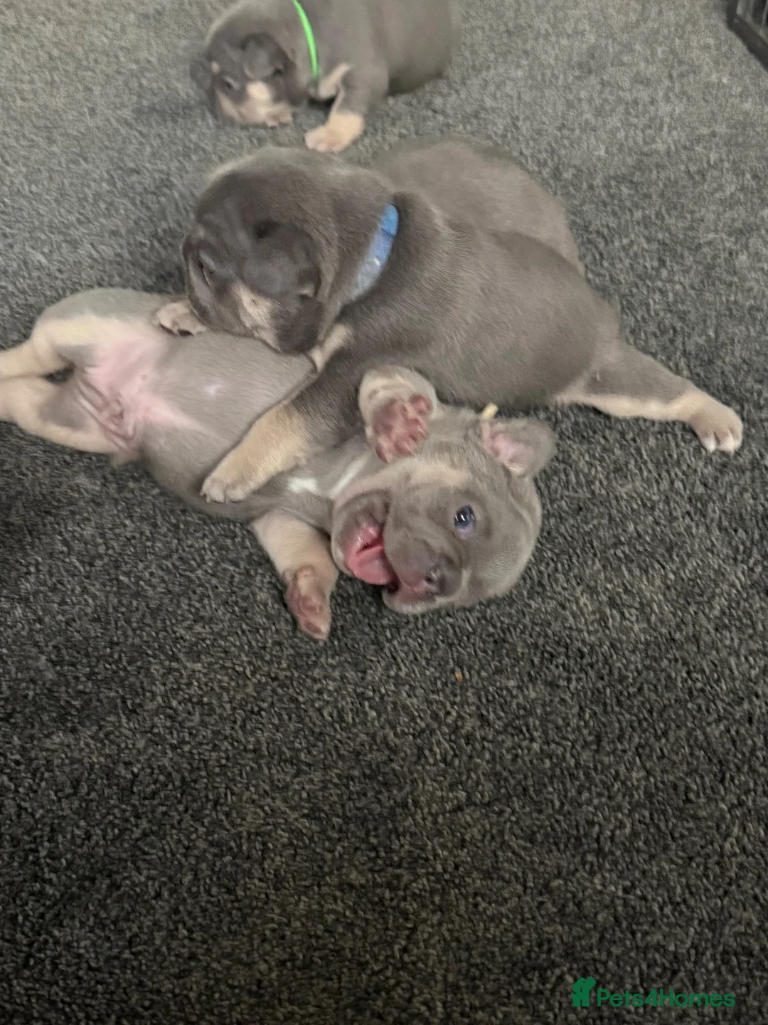 French Bulldog dogs for sale: 🐾Outstanding litter of 6 💙💖 - Advert 1