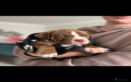 Mixed Breed dogs for sale: American Bulldog X Mastiff mix  - Image 29