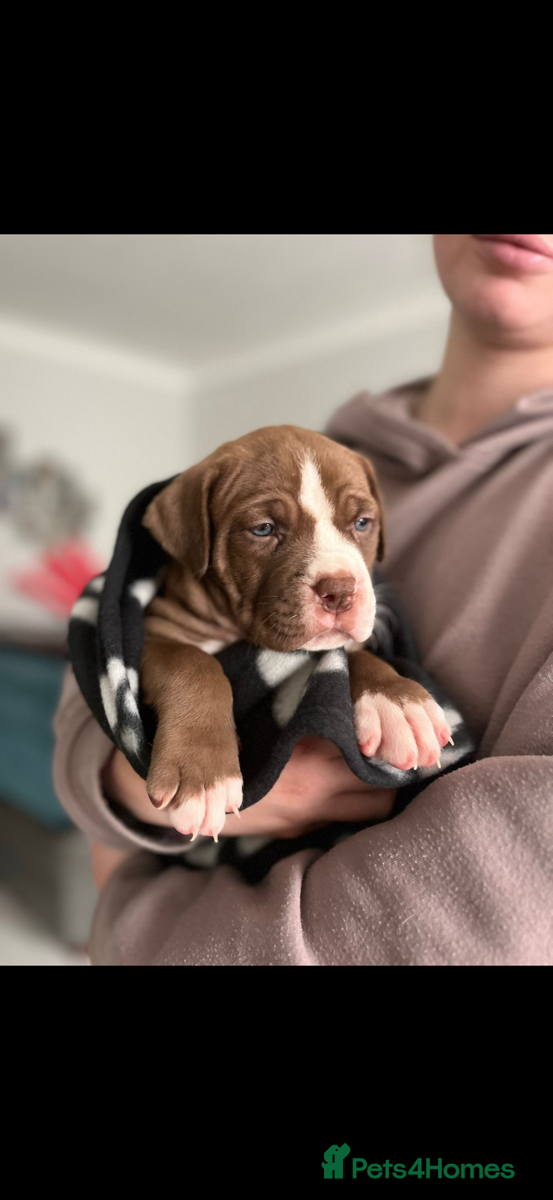 Mixed Breed dogs for sale: American Bulldog X Mastiff mix  - Image 29
