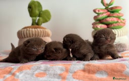 British Shorthair cats for sale: 🧶🍩Chocolate BSH boys ⭐️💎GCCF reg  - Image 5