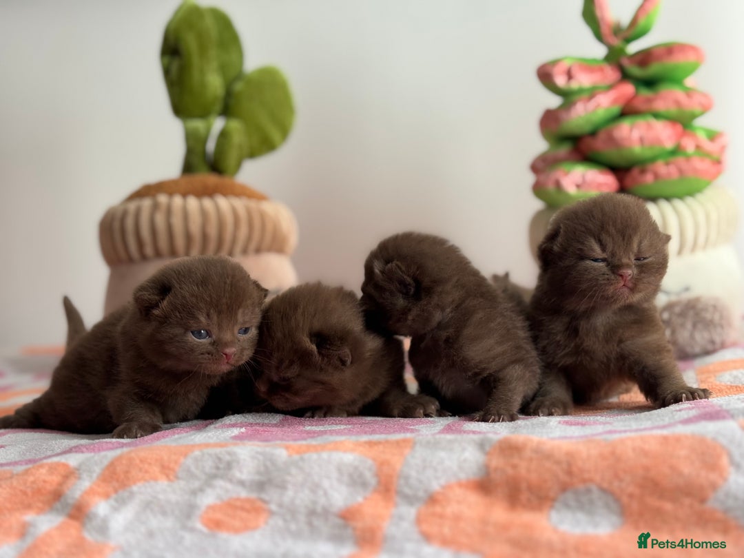 British Shorthair cats for sale: 🧶🍩Chocolate BSH boys ⭐️💎GCCF reg  - Image 5