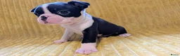 Boston Terrier dogs for sale: Adorable KC reg Boston Puppies  - Advert 6