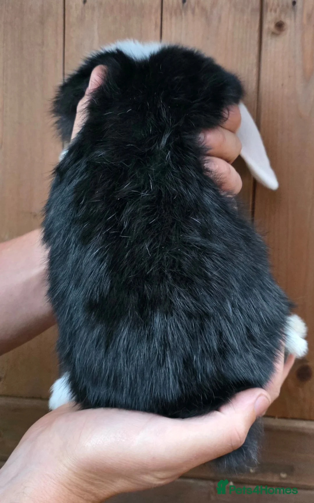 Mini Lop rabbits for sale: Gorgeous Mini lop Buck - Advert 4