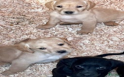 Cockerdor dogs for sale: Adorable Cockerdors  - Image 2