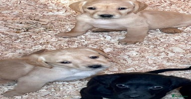 Cockerdor dogs - Advert 9