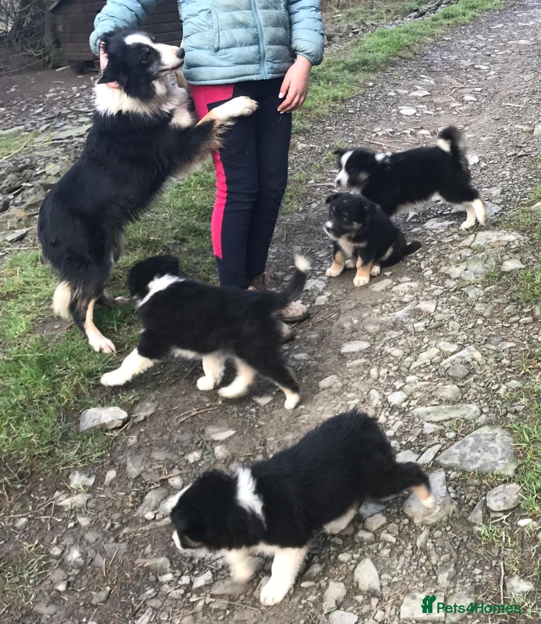 Border Collie dogs for sale: Collie puppies from working farm - Advert 2