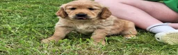 Golden Retriever dogs for sale: Beautiful litter of Golden Retriever puppies 🐶  - Advert 31