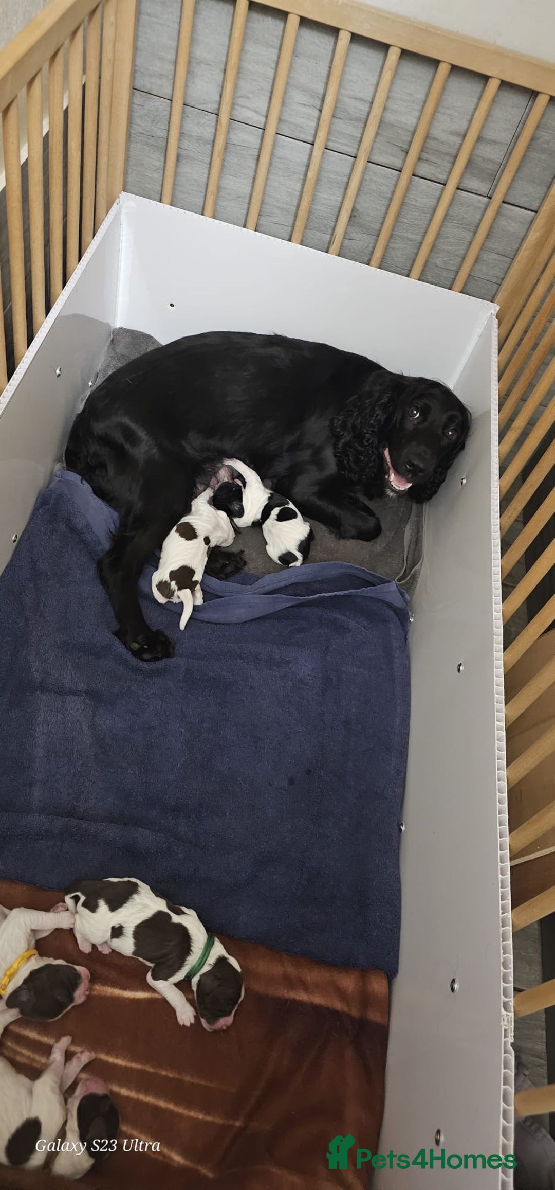 Sprocker dogs for sale: Adorable Sprocker Puppies  - Image 22