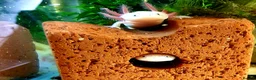 Axolotl reptiles for sale: Axolotl adults, various colours - Advert 1