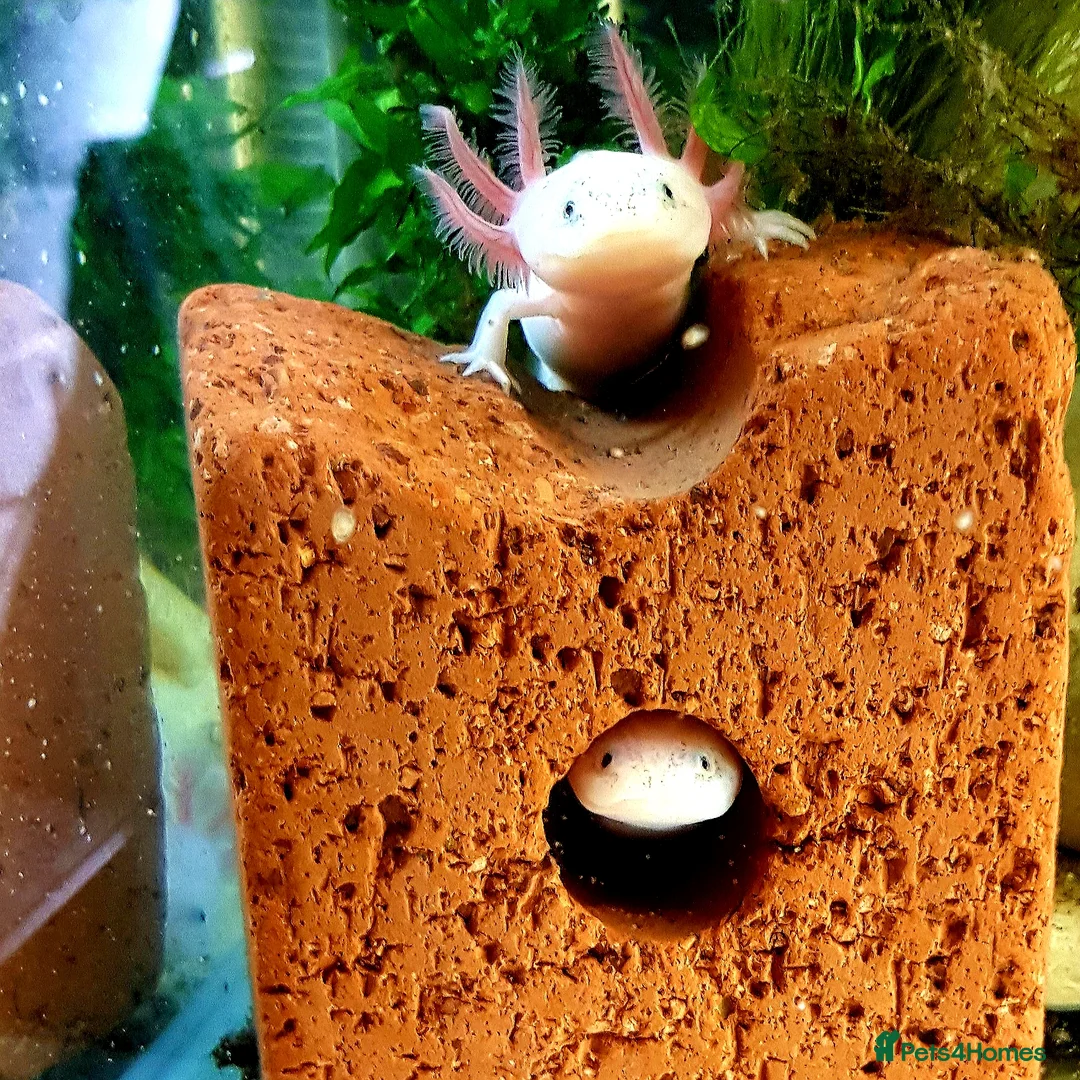 Axolotl reptiles for sale: Axolotl adults, various colours - Advert 1