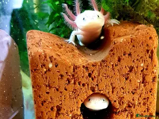 Axolotl reptiles Axolotl adults, various colours - Advert 2