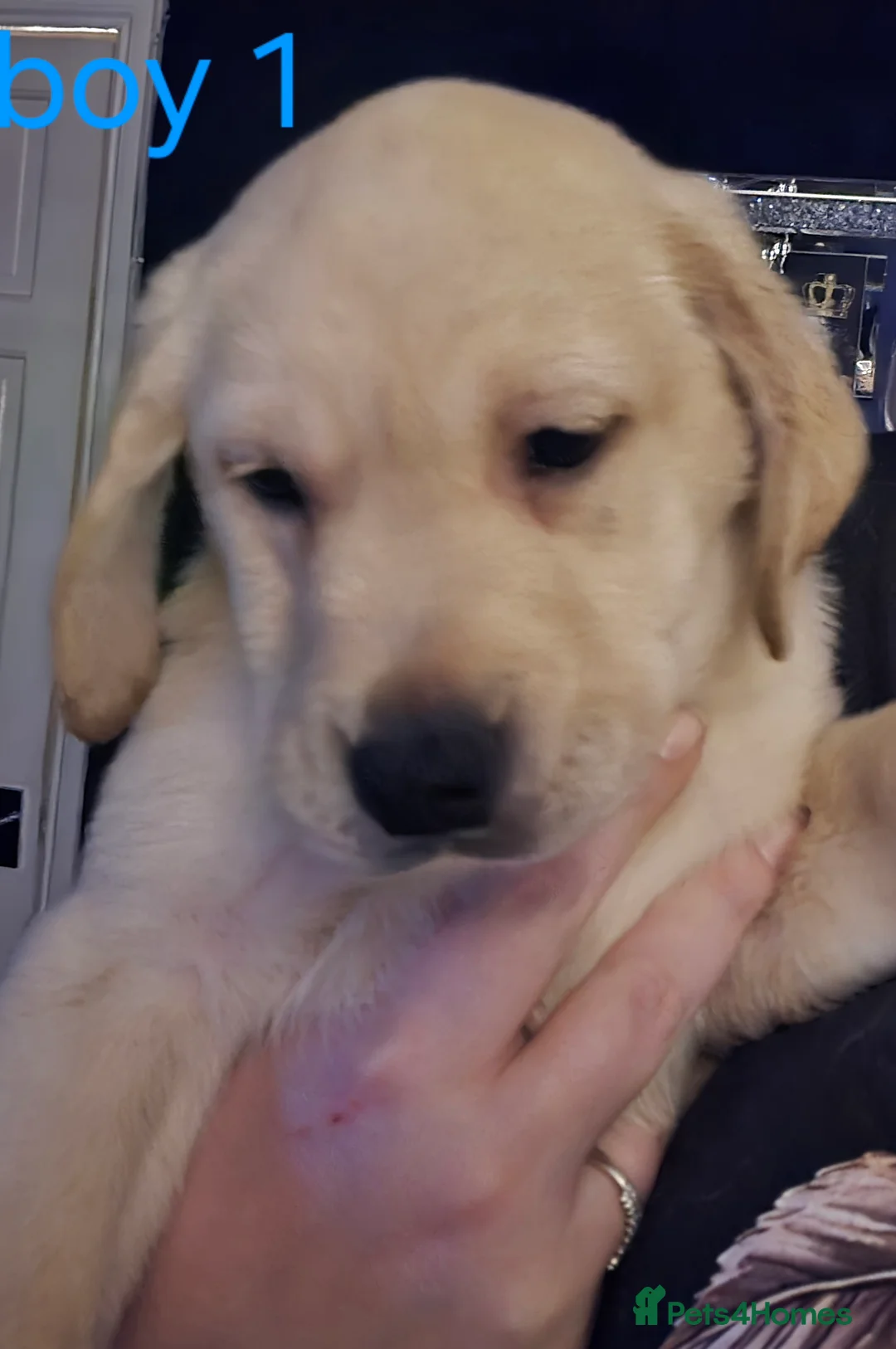 Labrador Retriever dogs for sale: 4 beautiful labrador puppies  - Advert 9