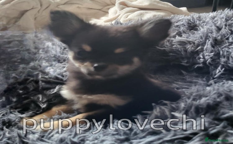 Chihuahua dogs - Advert 2
