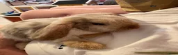 Mini Lop rabbits for sale: 3 mini Lops and full set up  - Advert 9