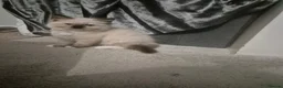 Ragdoll cats for sale: Reduced ragdoll kitten 1 beautiful female left  in Great Yarmouth - Advert 4