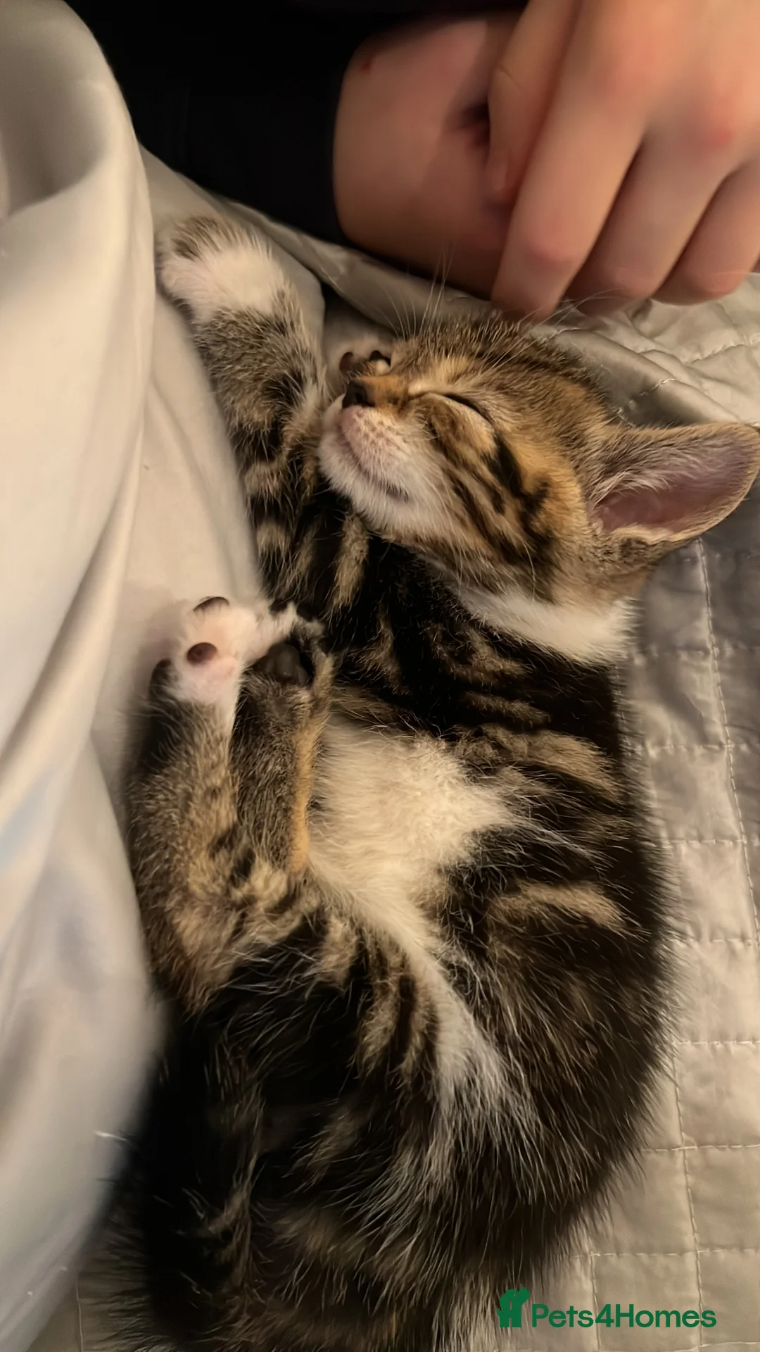 Turkish Angora cats for sale: Turkish angora kittens - Advert 12