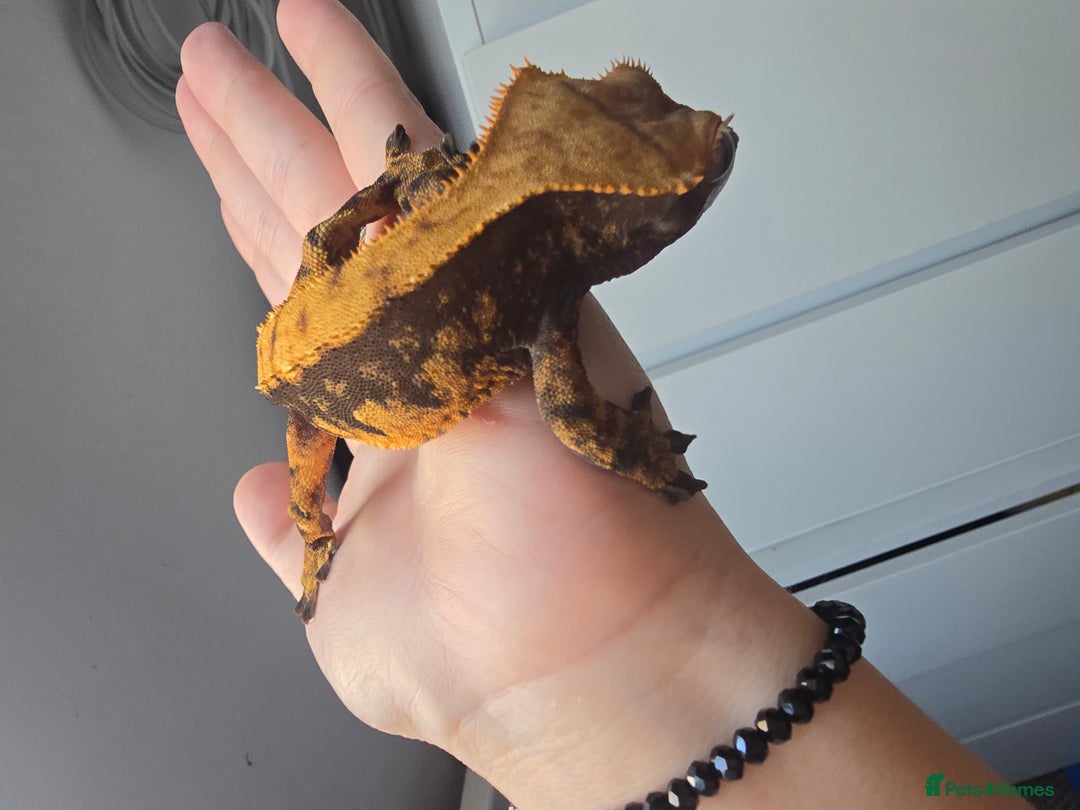 Gecko reptiles for sale: Male Cappuccino crested gecko - Advert 5