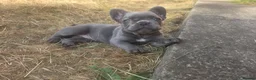 French Bulldog dogs for sale: French Bulldog Puppies, 1 Boy💙 and 2 Girls🩷🩷 - Advert 17