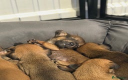 Mixed Breed dogs for sale: 🐾🤎 Adorable Dachshund Cross Puppies  - Image 16