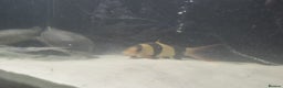 Other/Mixed Breed fish for sale: Fluvel fish tank complete set up  - Advert 10