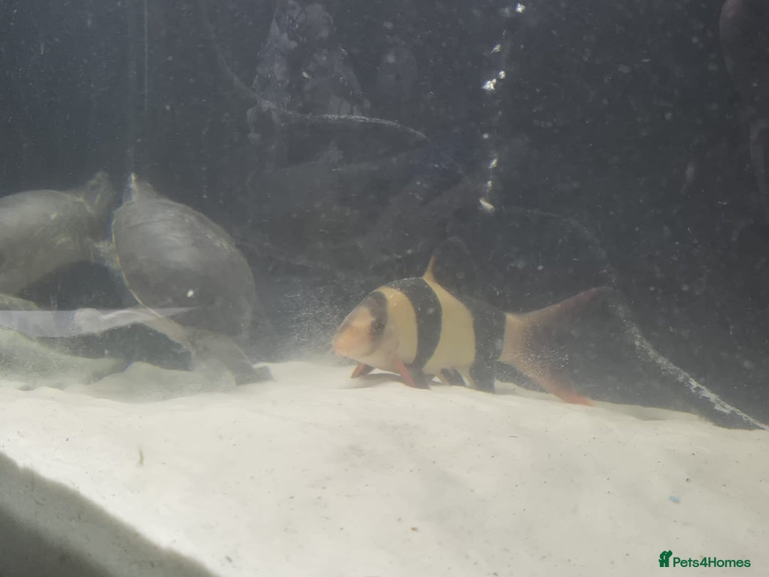 Other/Mixed Breed fish for sale: Fluvel fish tank complete set up  - Advert 10