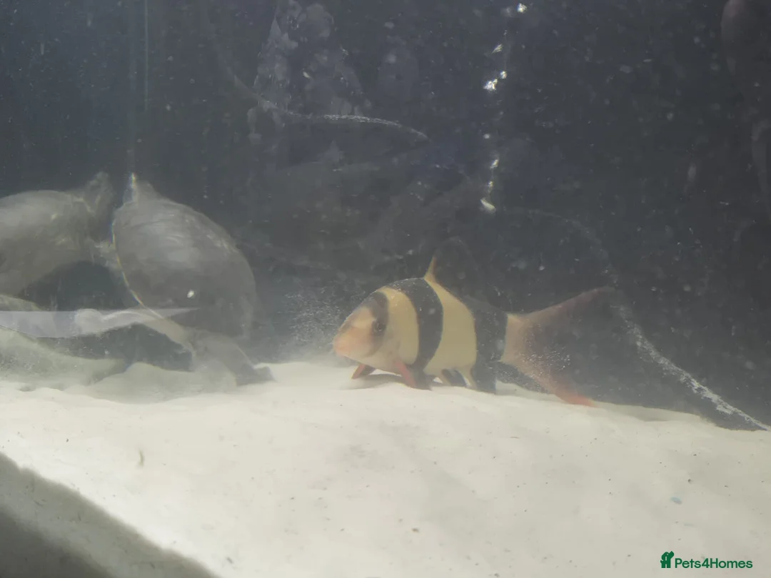 Other/Mixed Breed fish for sale: Fluvel fish tank complete set up  - Advert 10