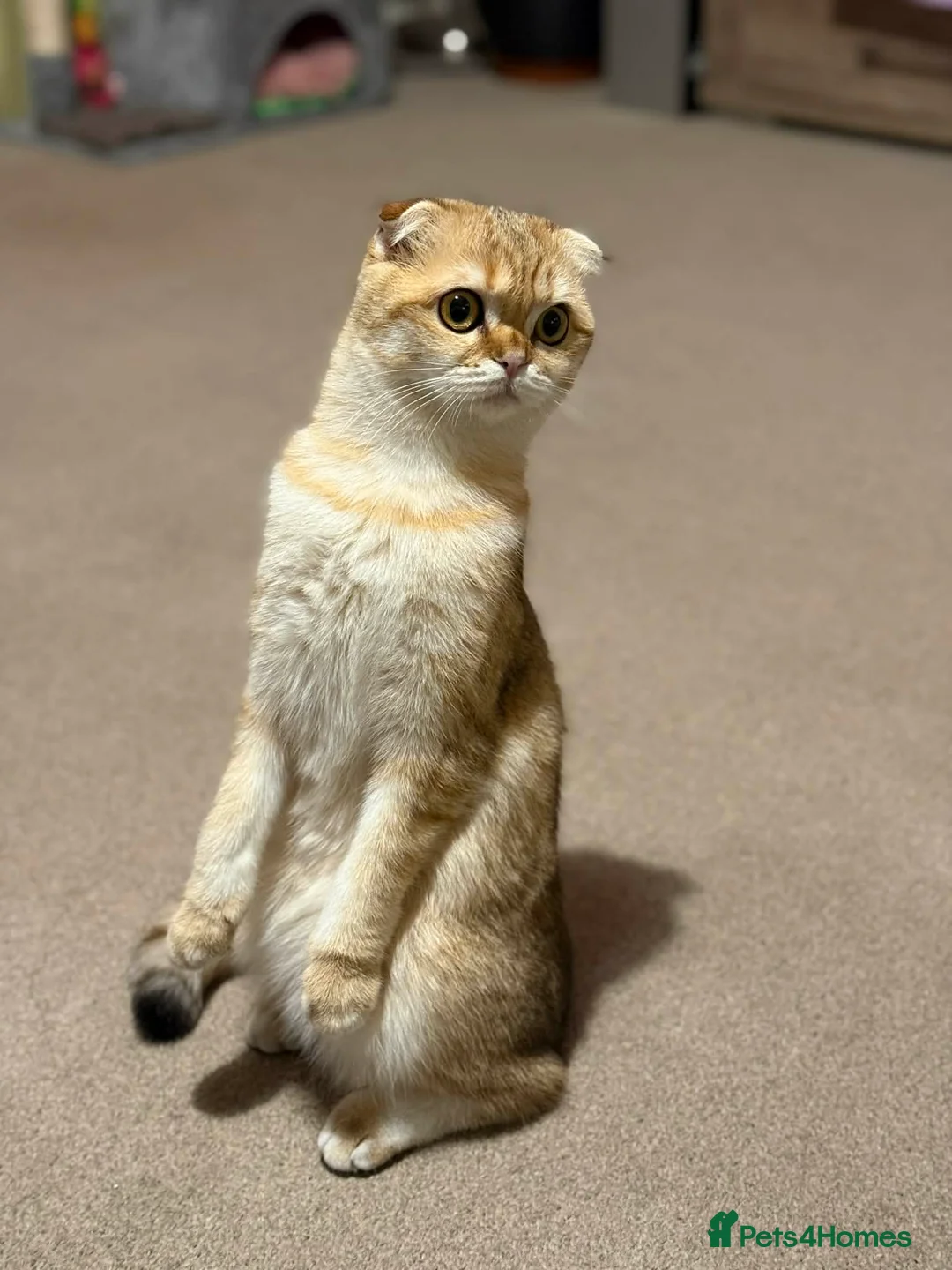 Mixed Breed cats for sale: 3 male kittens for sale  in Evesham - Advert 2